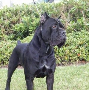 Meet your Posher, Don